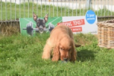 Engelse cocker spaniel (reu) 07184