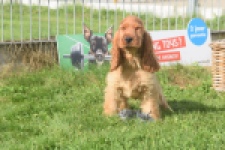 Engelse cocker spaniel (reu) 07184