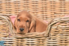 Engelse cocker spaniel (reu) 07184