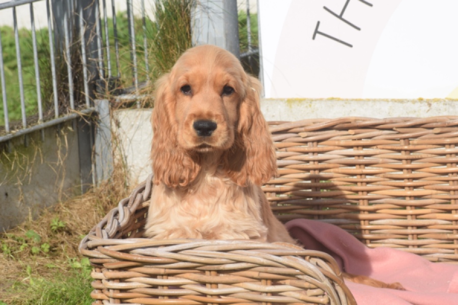 Engelse cocker spaniel (teef) 07173