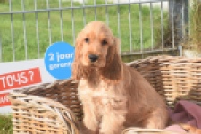 Engelse cocker spaniel (teef) 07173