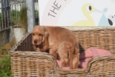 Engelse cocker spaniel (teef) 07173