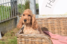 Engelse cocker spaniel (teef) 07173