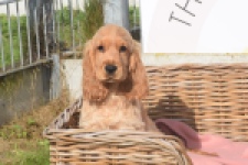 Engelse cocker spaniel (teef) 07173