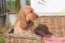 Engelse cocker spaniel (teef) 07173