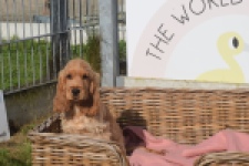 Engelse cocker spaniel (teef) 07173