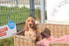 Engelse cocker spaniel (teef) 07173