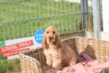 Engelse cocker spaniel (teef) 07173