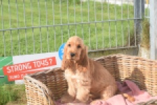 Engelse cocker spaniel (teef) 07173