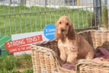 Engelse cocker spaniel (teef) 07173