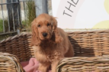 Engelse cocker spaniel (teef) 07001