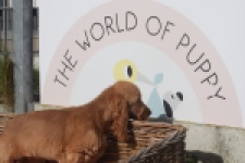 Engelse cocker spaniel (teef) 07001