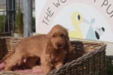 Engelse cocker spaniel (teef) 07001