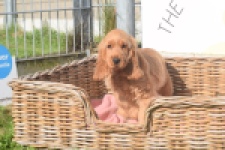 Engelse cocker spaniel (teef) 07001