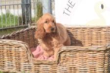 Engelse cocker spaniel (teef) 07001