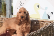 Engelse cocker spaniel (teef) 07001