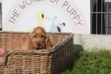 Engelse cocker spaniel (teef) 07123