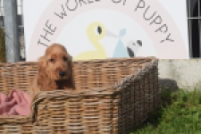 Engelse cocker spaniel (teef) 07123