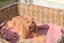 Engelse cocker spaniel (teef) 07123