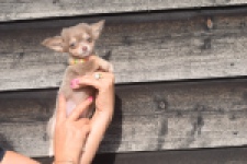 Chihuahua (reu) 48907