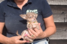 Chihuahua (reu) 48907