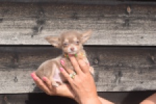 Chihuahua (reu) 48907