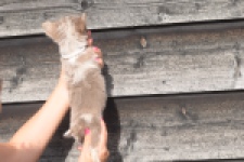 Chihuahua (teef) 48917