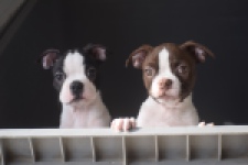 Boston Terrier (reu) 50252