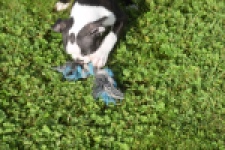 Boston Terrier (reu) 50256
