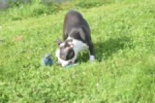 Boston Terrier (reu) 50256