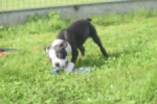 Boston Terrier (reu) 50256