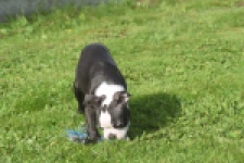 Boston Terrier (reu) 50256