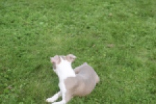 Boston Terrier (reu) 50109