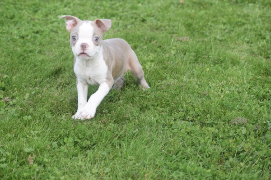 Boston Terrier (reu) 50109