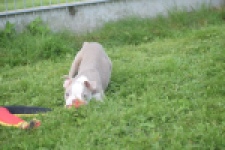 Boston Terrier (reu) 50109