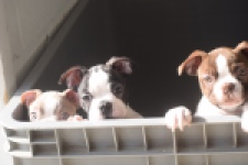 Boston Terrier (reu) 50109