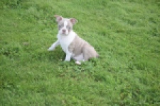 Boston Terrier (reu) 50180
