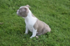 Boston Terrier (reu) 50180