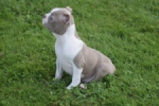 Boston Terrier (reu) 50180