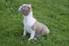 Boston Terrier (reu) 50180