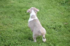 Boston Terrier (reu) 50180