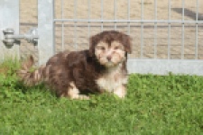 Havanezer (teef) 03985