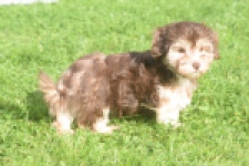 Havanezer (teef) 03985