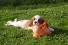 Cavalier King Charles Spaniel (reu) 05043