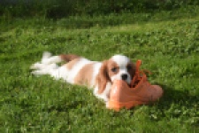 Cavalier King Charles Spaniel (reu) 05043