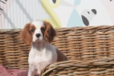 Cavalier King Charles Spaniel (teef) 05049
