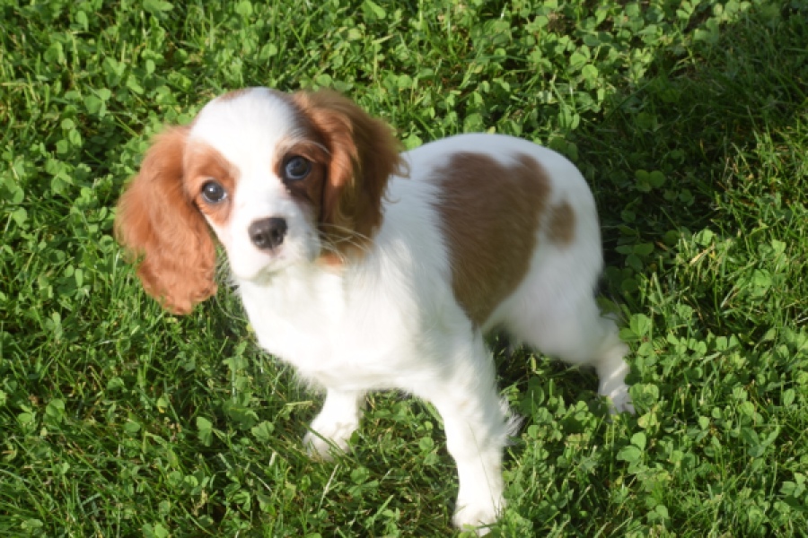Cavalier King Charles Spaniel (teef) 05049