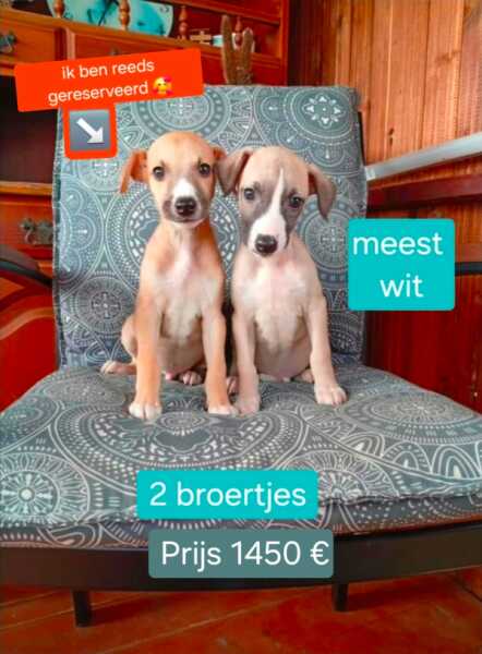 Whippet nestje " Nova " blond