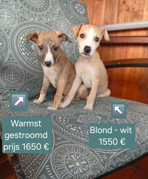 Whippet nestje " Nova " Gestroomd en blond-wit