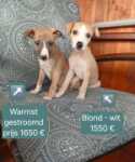 Whippet nestje " Nova " Gestroomd en blond-wit
